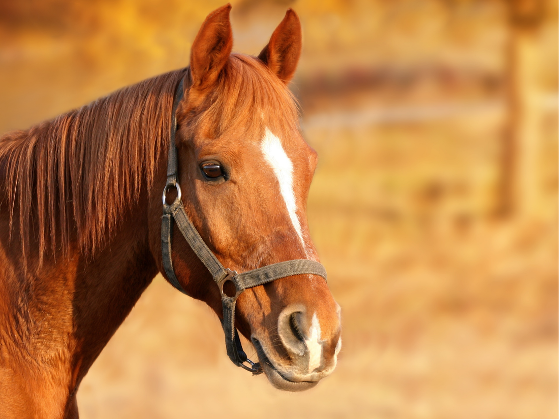 What Diseases Can a Hair and Mineral Analysis Reveal in Horses?
