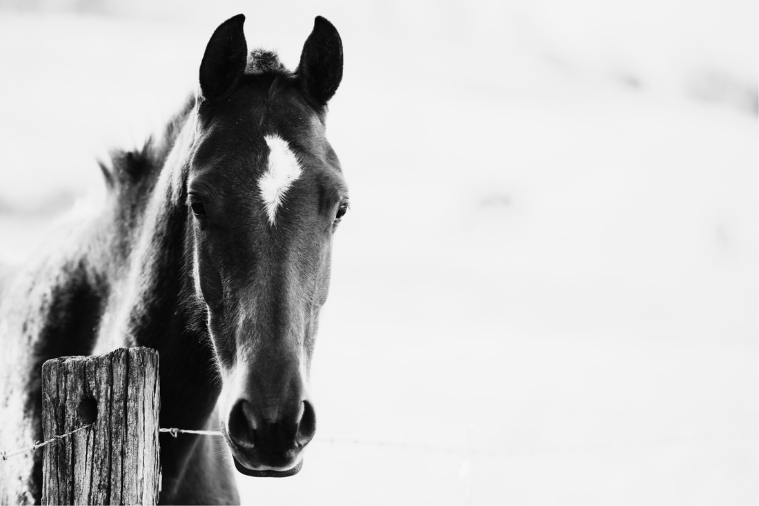 Understanding Equine Toxicity: What Every Horse Owner Should Know