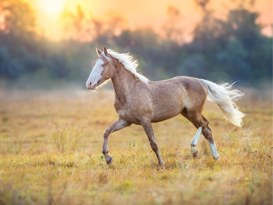 Why Balanced Nutrition is the Key to Your Horse’s Health