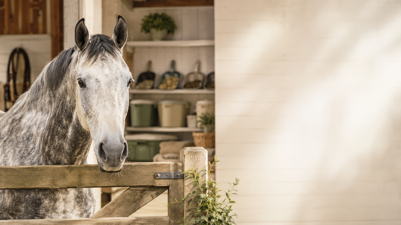Custom Horse Supplements Built From Your Horse's Results