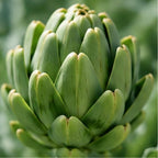 Artichoke Leaf Extract