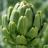 Artichoke Leaf Extract - 500 mg
