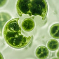 Chlorella - 400 mg