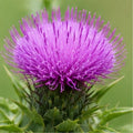 Milk Thistle - 500mg