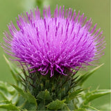 Milk Thistle - 500mg