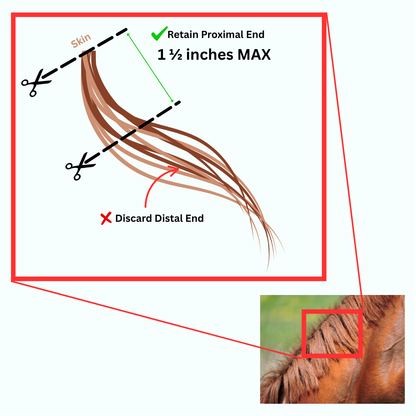 Hair & Mineral Analysis Test Kit