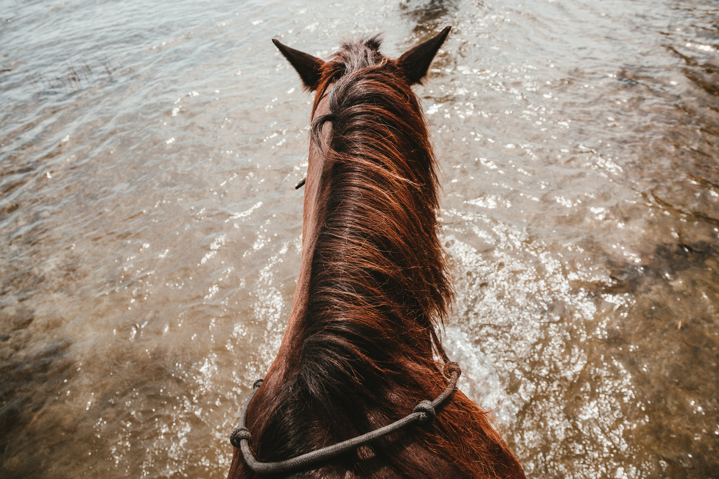 Horse standing calmly outdoors